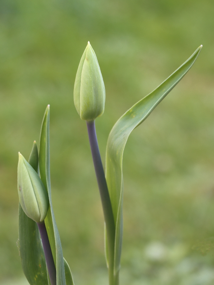 duo de tulipes.jpg